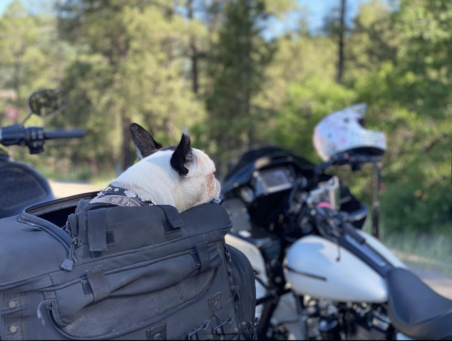 Want to Ride with Your Pet? Tips for Putting Your Dog on a Motorcycle