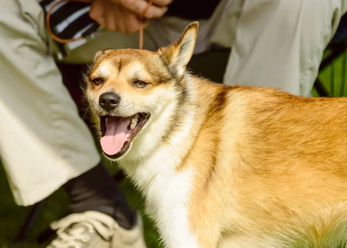 norwegian.lundehund (1).webp