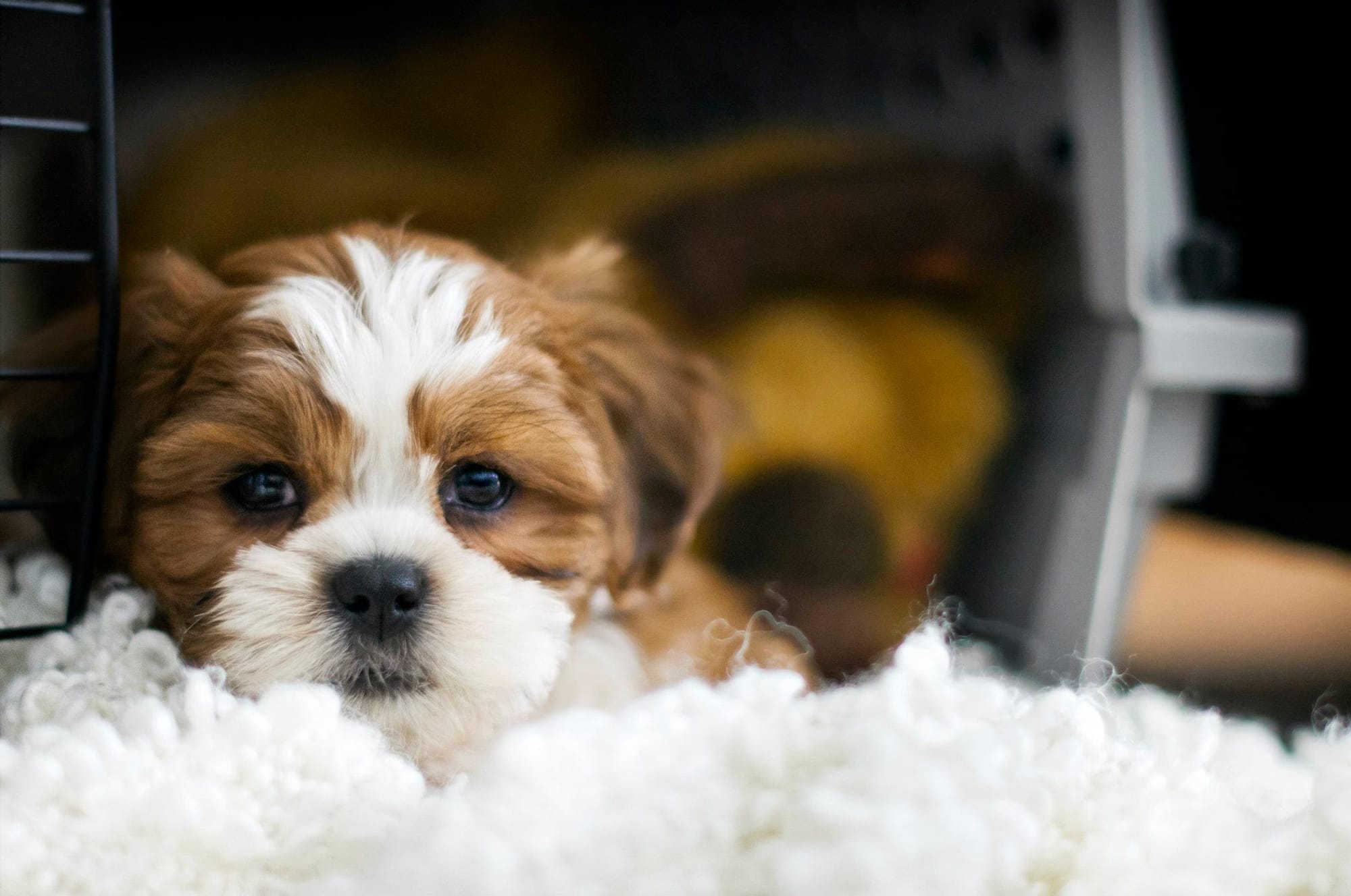 crate training