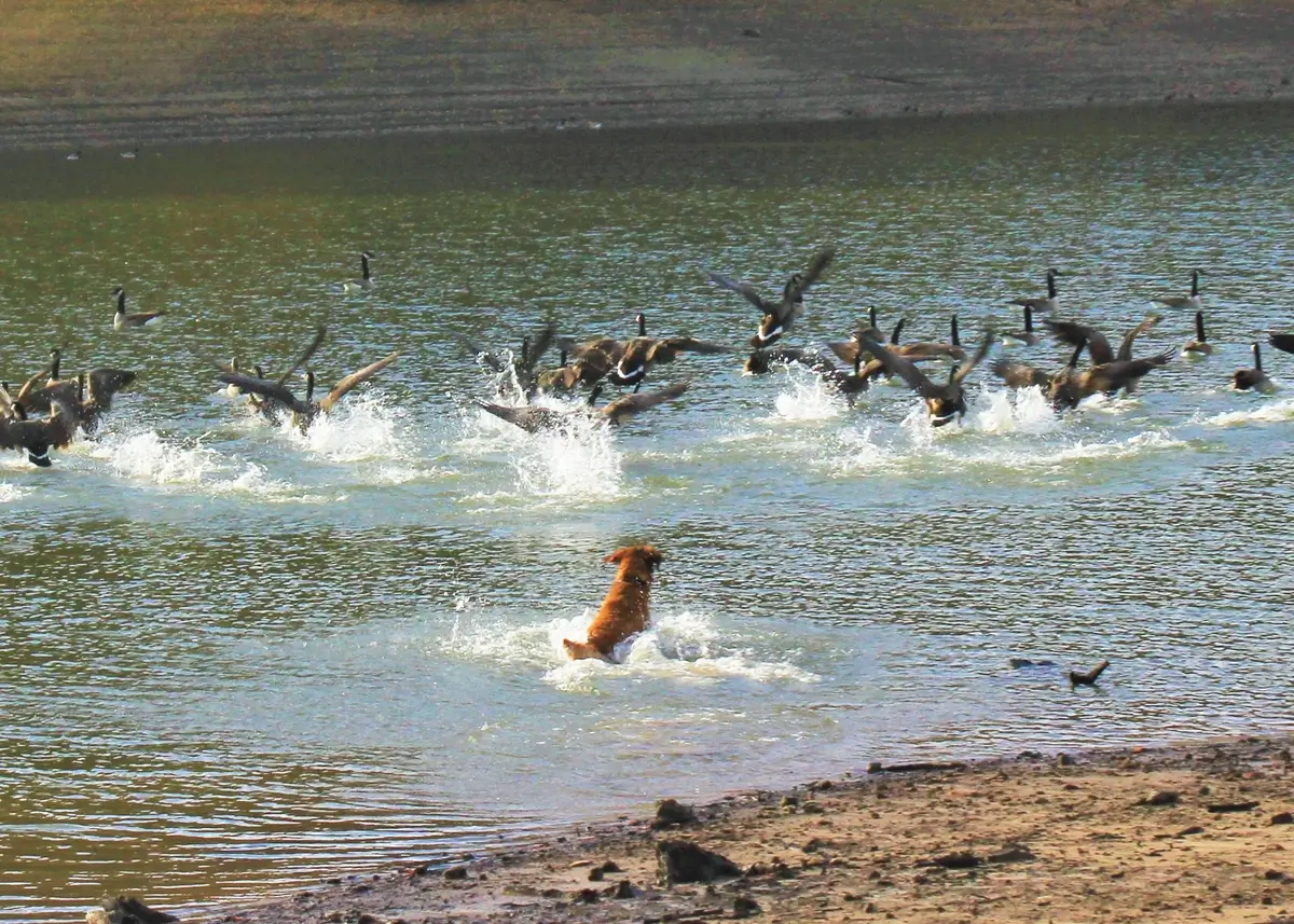 dogchasinggeese (1).webp