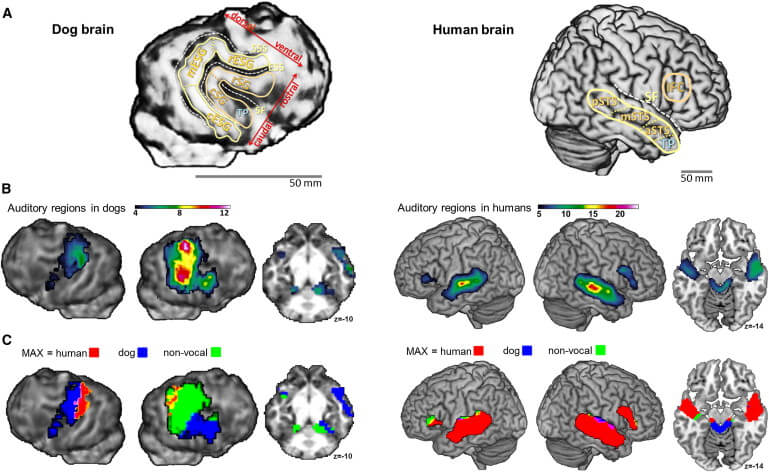 Dog Human brain.jpg