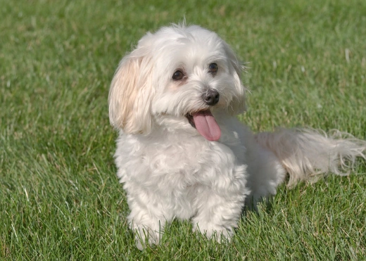 maltipoo1.webp
