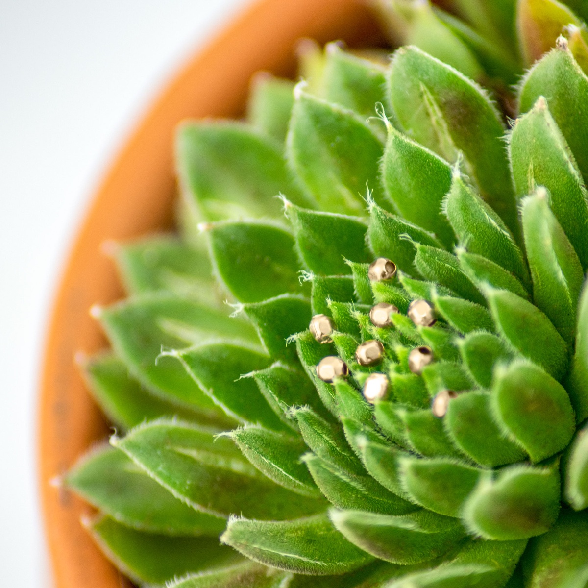 Image of beads on a succulent after cropping
