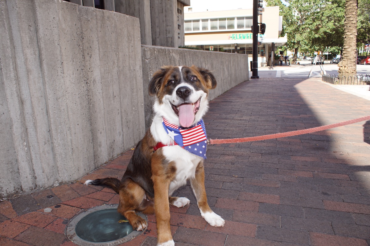 PetFriendly Spaces in Orlando Doorsteps Rent