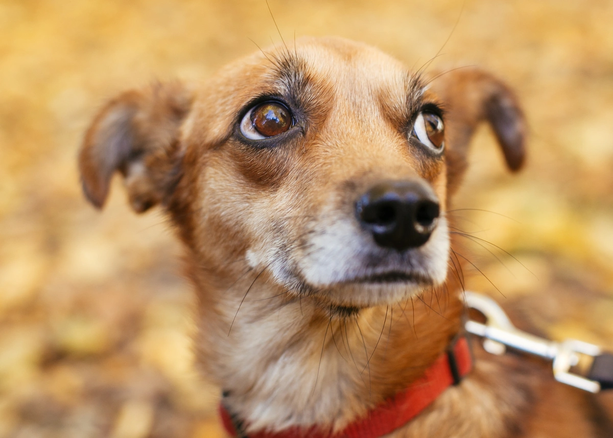 A fearful puppy on a leash looks to the right with wide eyes