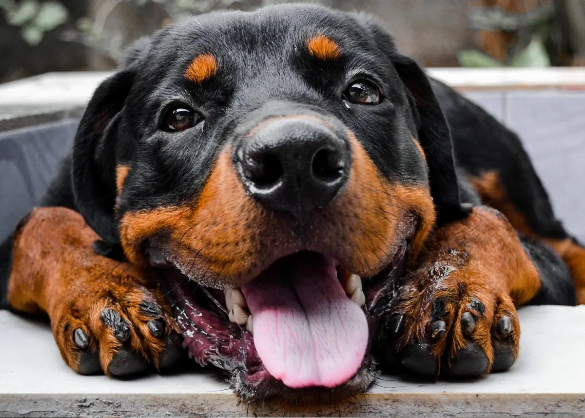 A Rottweiler smiles at the viewer with its face resting on its paws