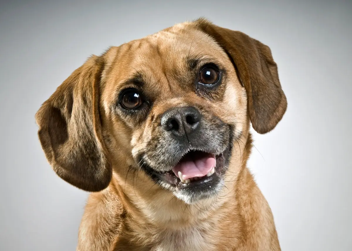 puggle (1).webp
