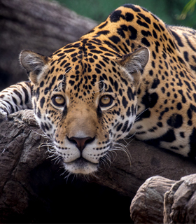 Leopard perched on a rock at the Birmingham Zoo
