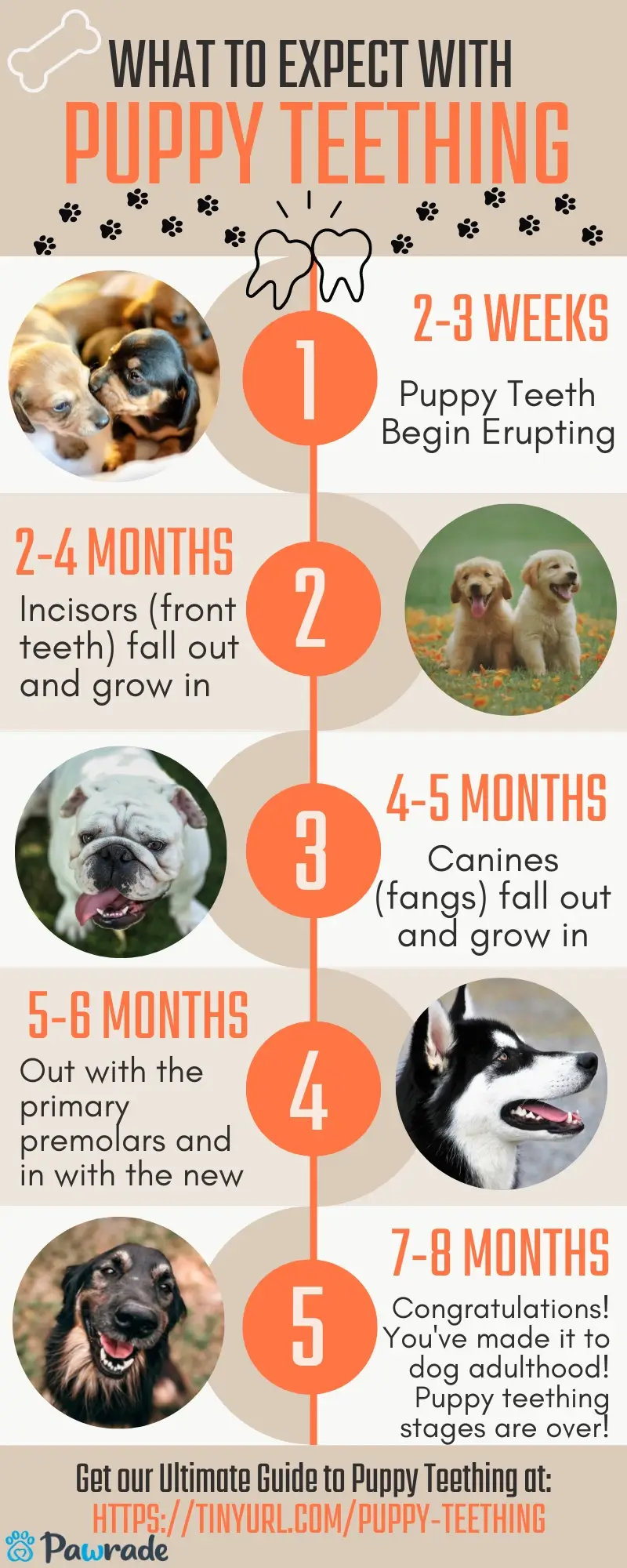 What Makes Puppy Breath Smell So Good?