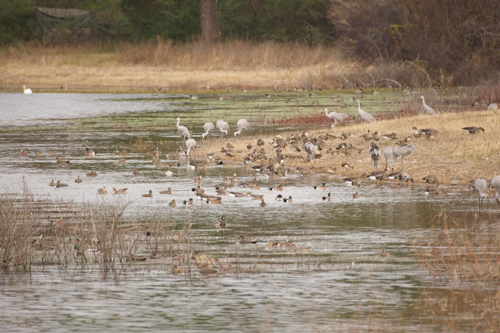 Flock of birds on a riverbank