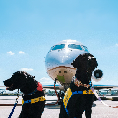 Flying with Pets