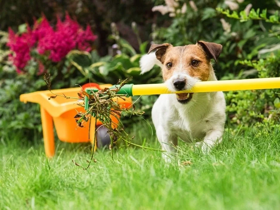Jack Russell Terrier running through lush garden carrying yellow rake handle with orange wheelbarrow in background