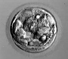 early-blastocyst-embryo.jpg