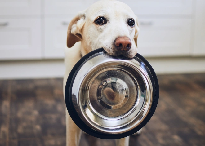A Labrador Retriever holds an empty food bowl
