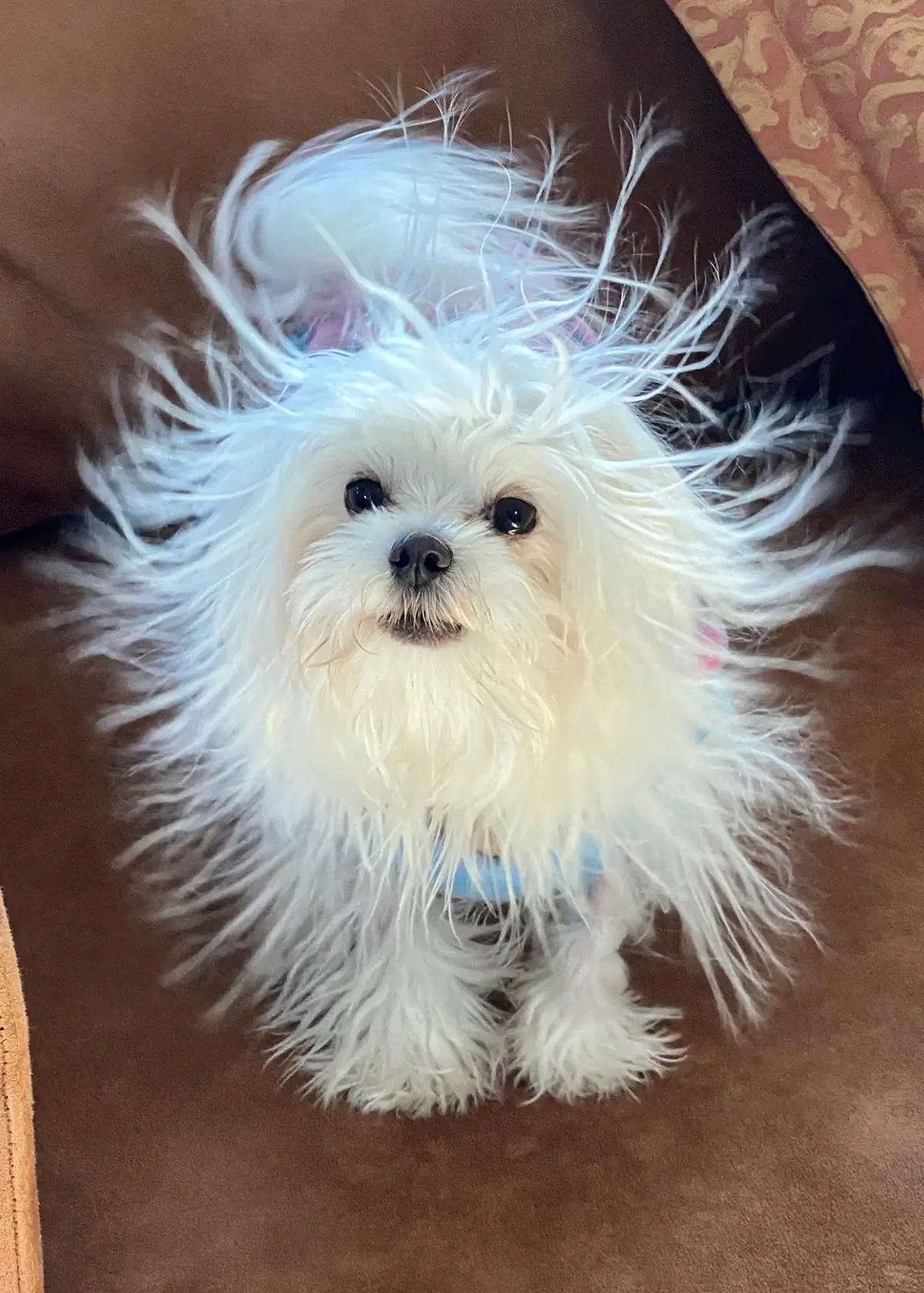 maltesecrazyhair (1).webp