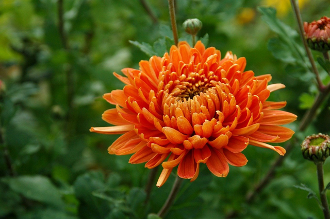 Orange Chrysanthemum