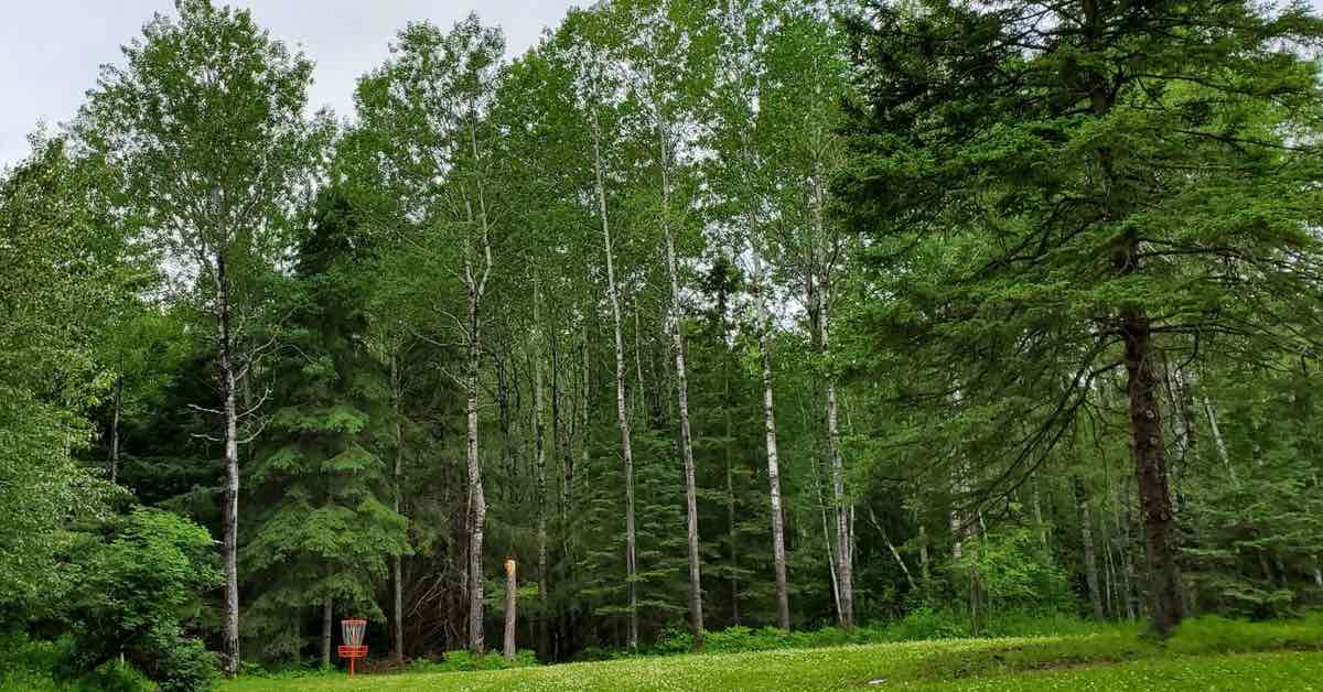 Tall trees surrounding a small red disc golf basket