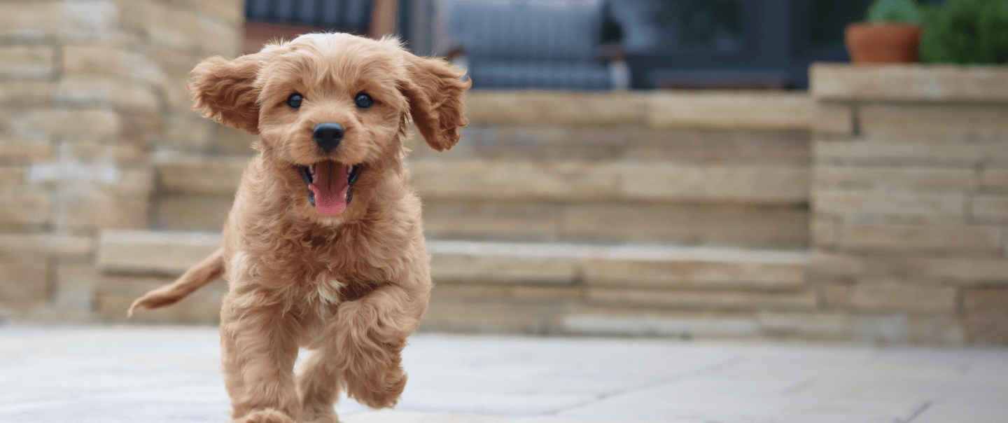 Dental Products that will Keep your Puppy Healthy! | PuppySpot
