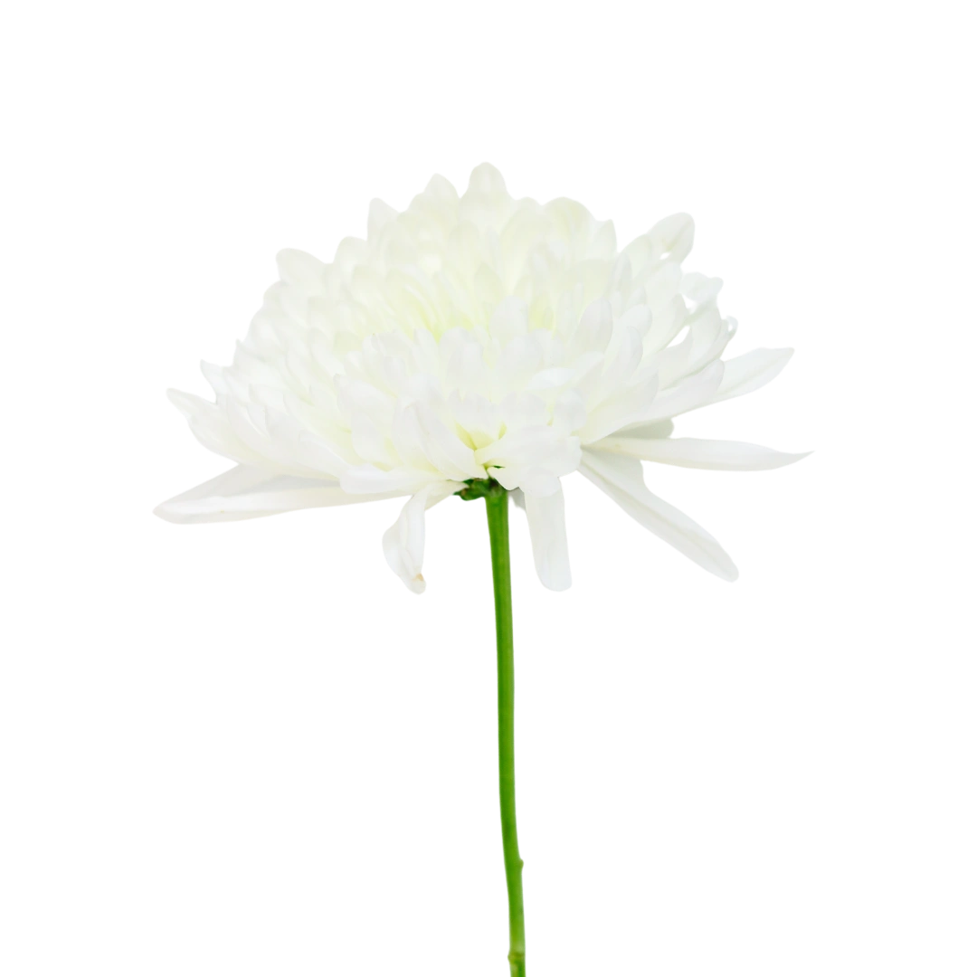 Seasonal Bouquets. Always Fresh. Delivered On Time. | Callia