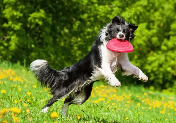 Border-collie-leaping-and-catching-re...