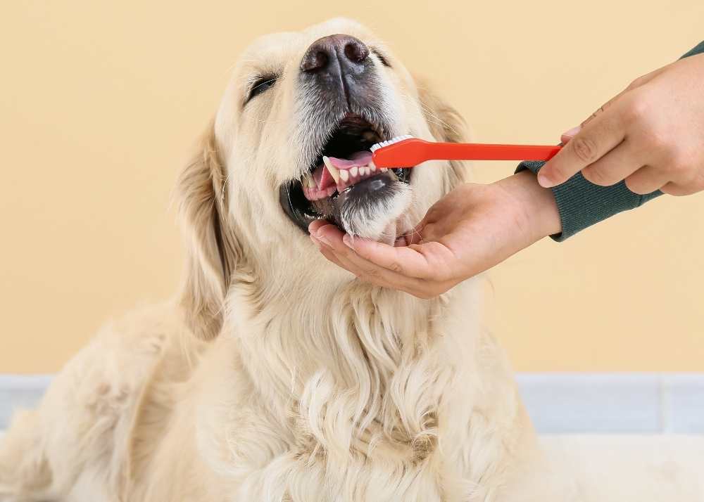 golden retriever gets his teeth brushed