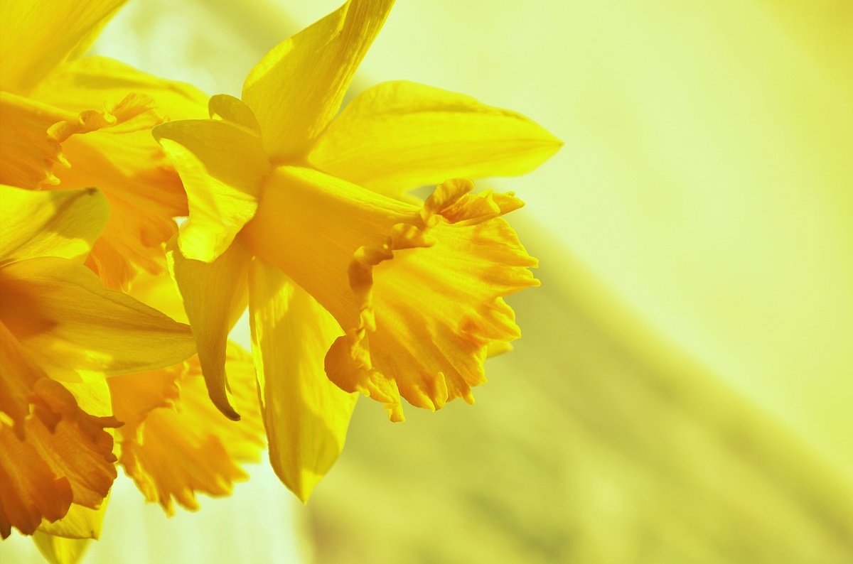 水仙花是三月的初生花