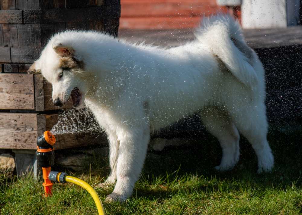 A white and tan Siberian Husky puppy tries to eat a sprinkler stream