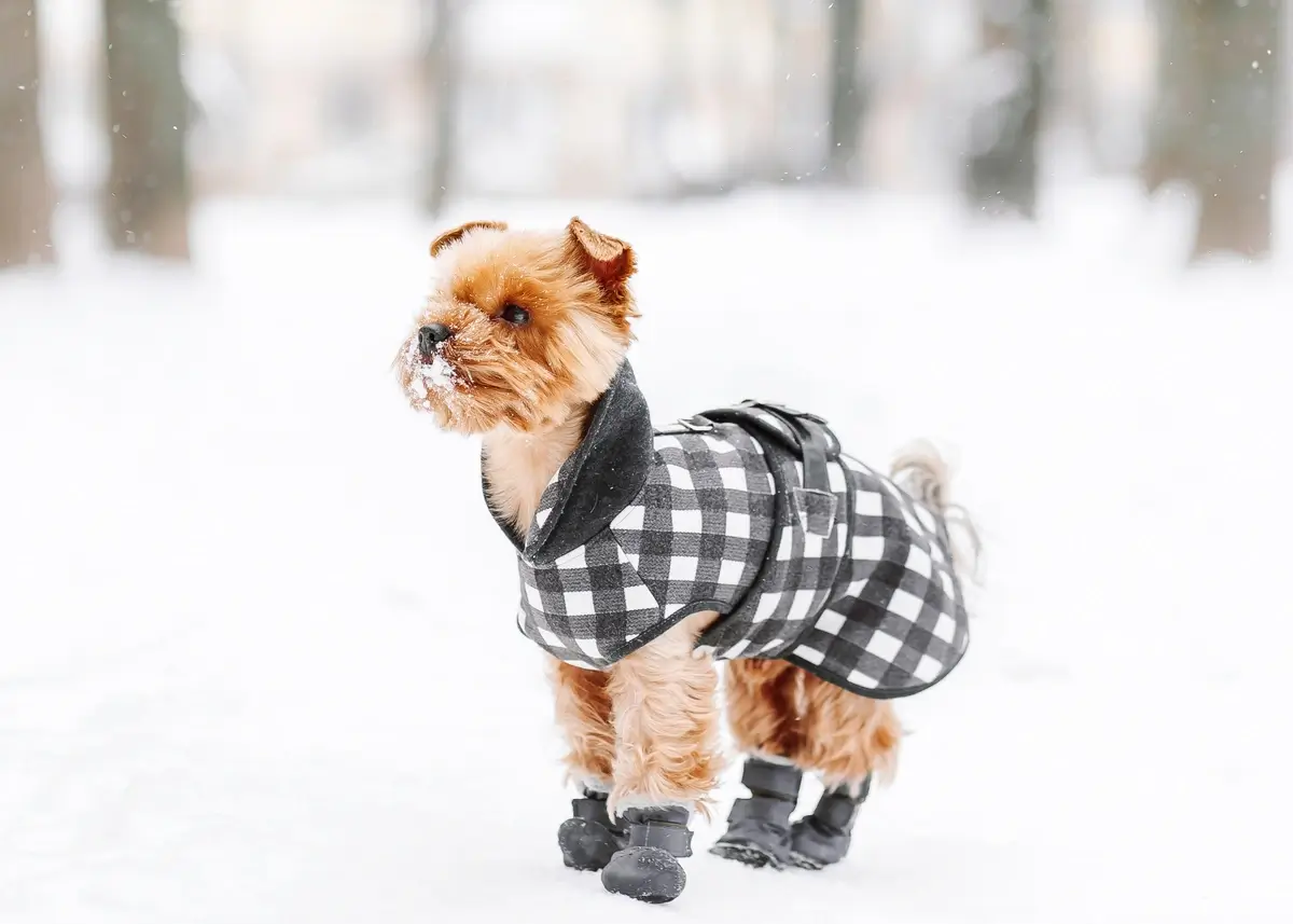 13 Cold Weather Tips for Pets How to Keep Pets Warm