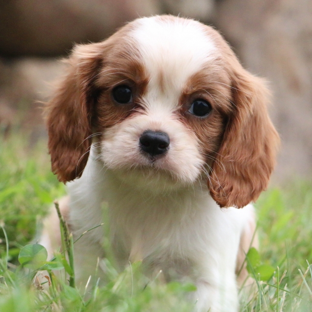 What Are the Best Companion Dog Breeds? PuppySpot