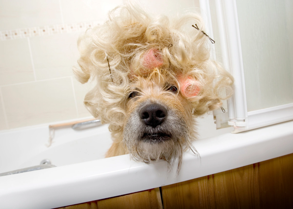 A yellow dog has curlers in its unkempt hair