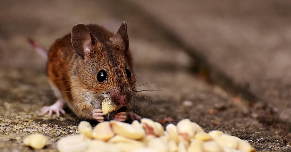 A mouse eating peanuts