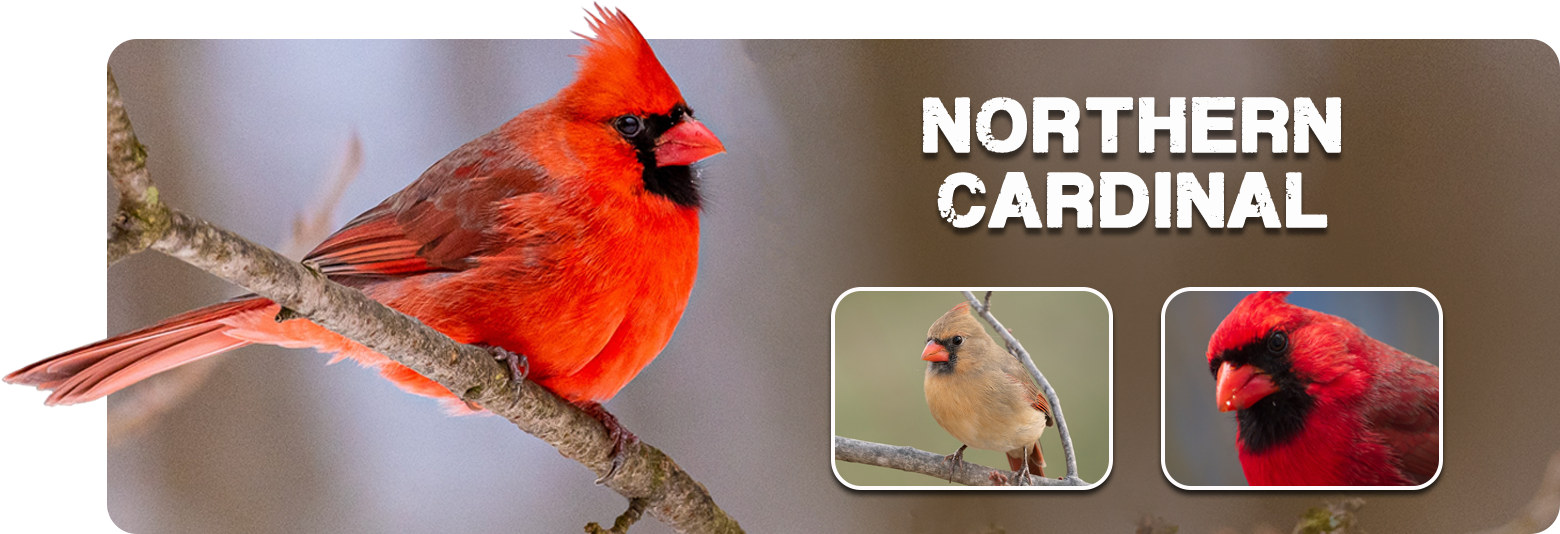 Northern Cardinal Identification, All About Birds, Cornell Lab of  Ornithology