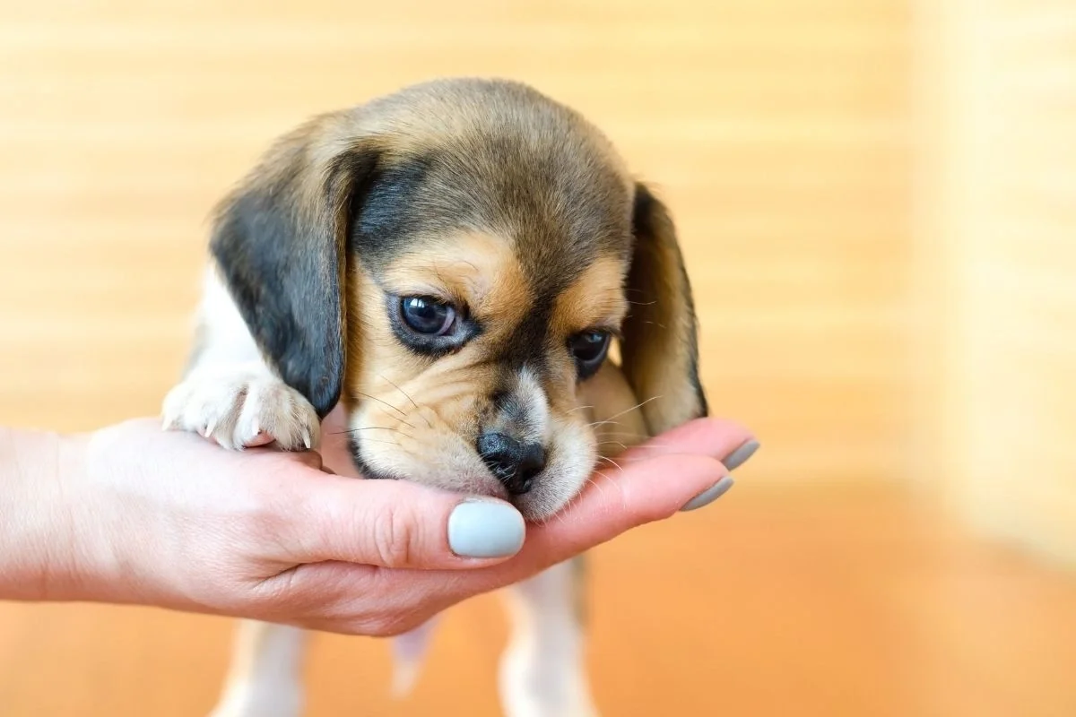 Tiny tri-color beagle puppy sniffing the open palm of a person before adoption
