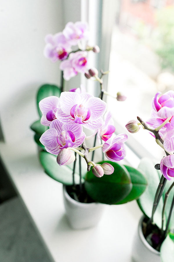 When do you send an orchid plant?