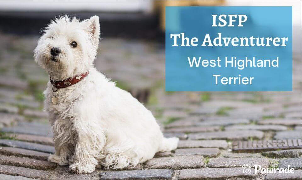 ISFP Adventure Westie (1).jpg