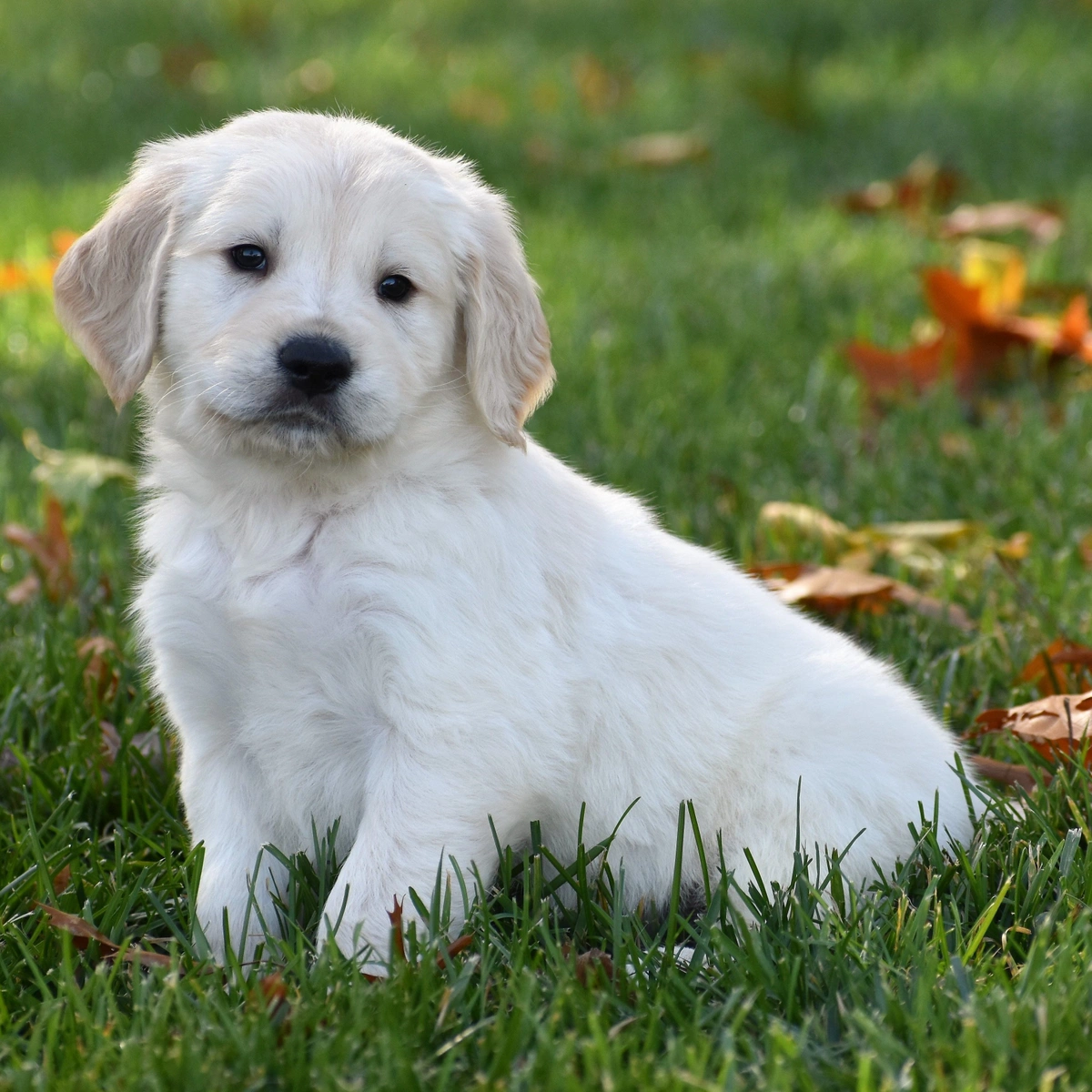 golden retriever