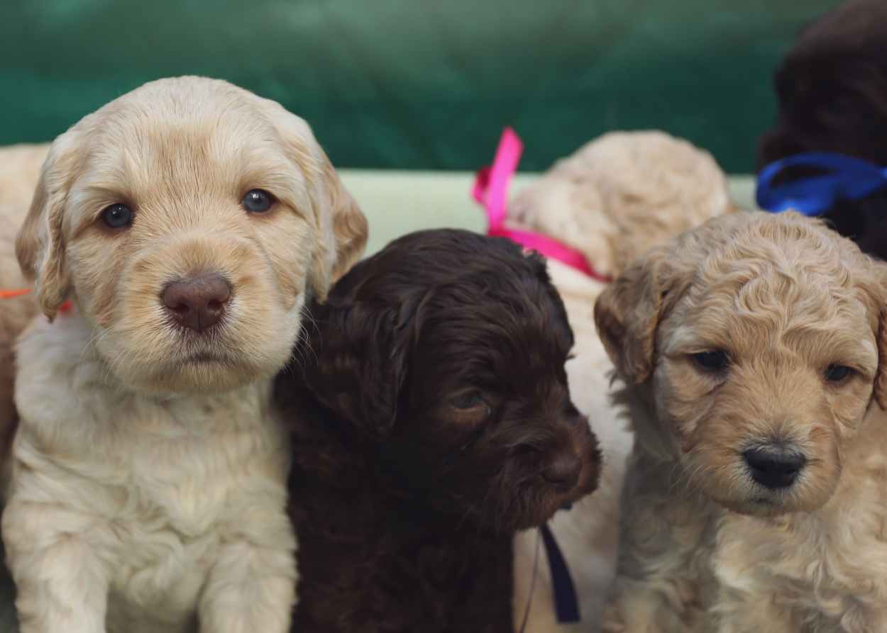 labradoodlepuppies.jpg