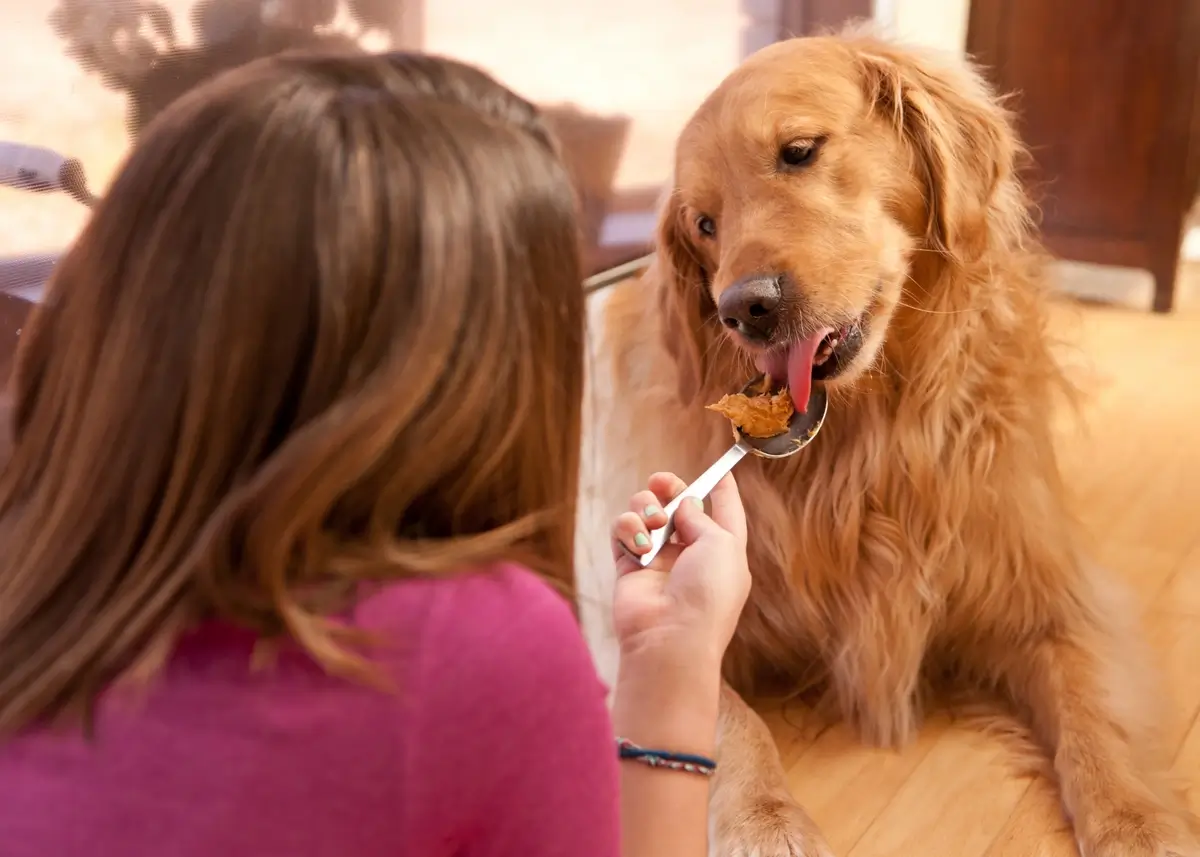 A woman lets a Golden Retriever lick peanut butter off a spoon