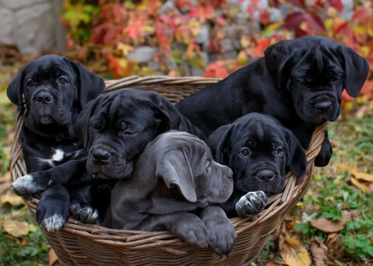 Cane Corso puppies in a basket, 4 black ones and one gray one