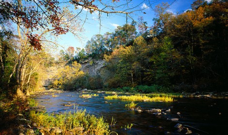 Scenic river with forest in the background