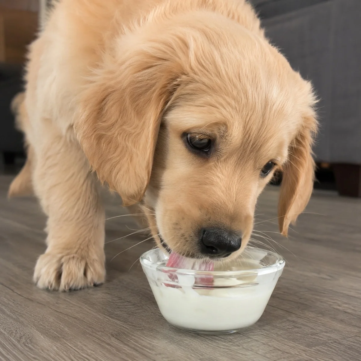 Golden retriever puppy licking yogurt from a small clear glass bowl on a wooden floor indoors.