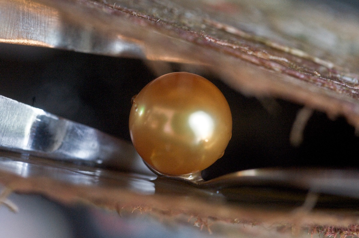 A golden pearl is born at the Jewelmer farms in the Philippines. Photo by Romain Rivierre