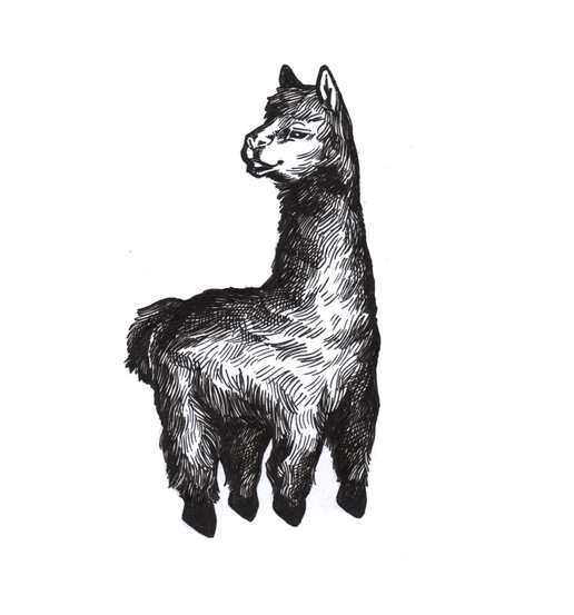 blackwork style of hand drawn alpaca