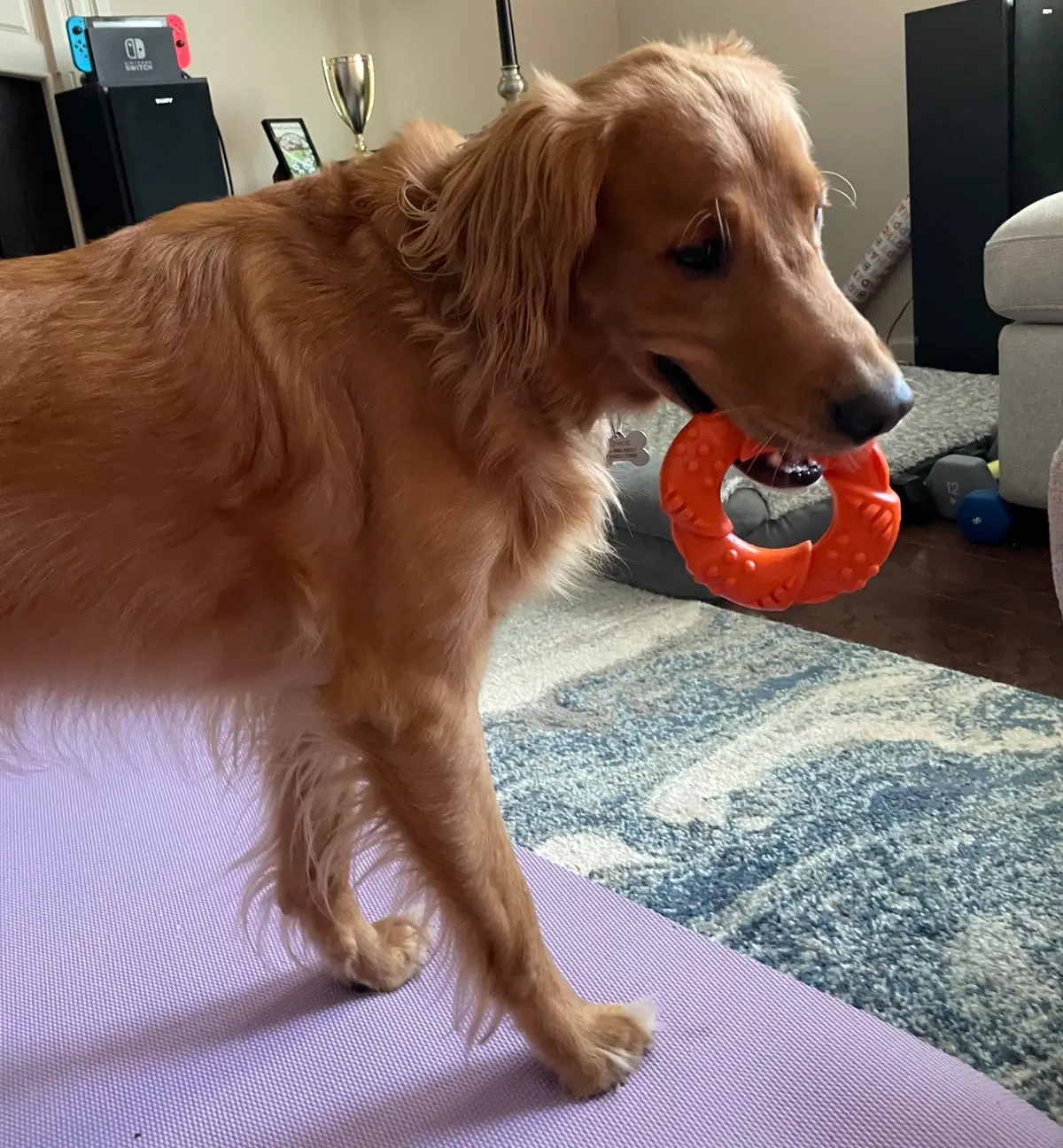 Best Durable Dog Toys For Heavy Chewers