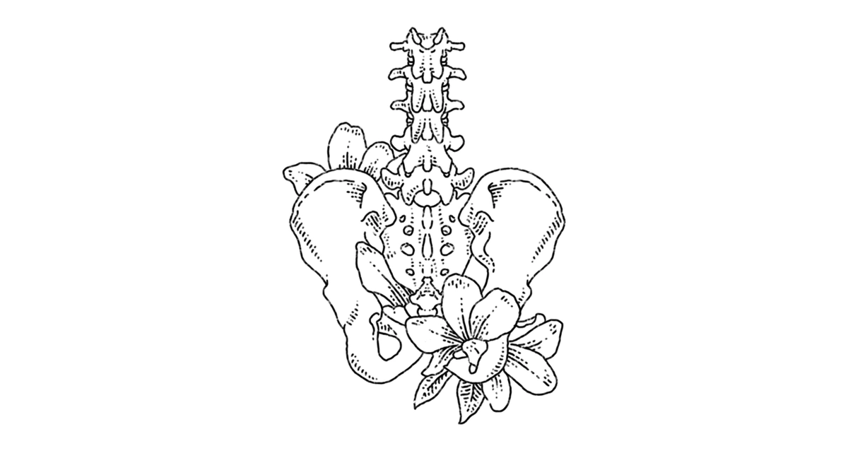 A skelton depicting the pevlic bone anataomy accompanied by a flower.