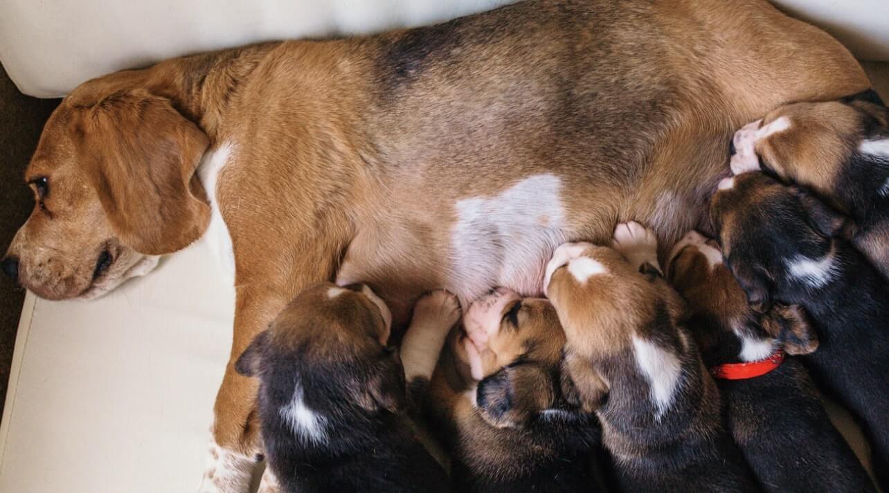 How Much Does It Cost To Be A Dog Breeder?