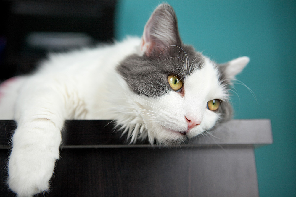 Best way to clean cat vomit from clearance carpet