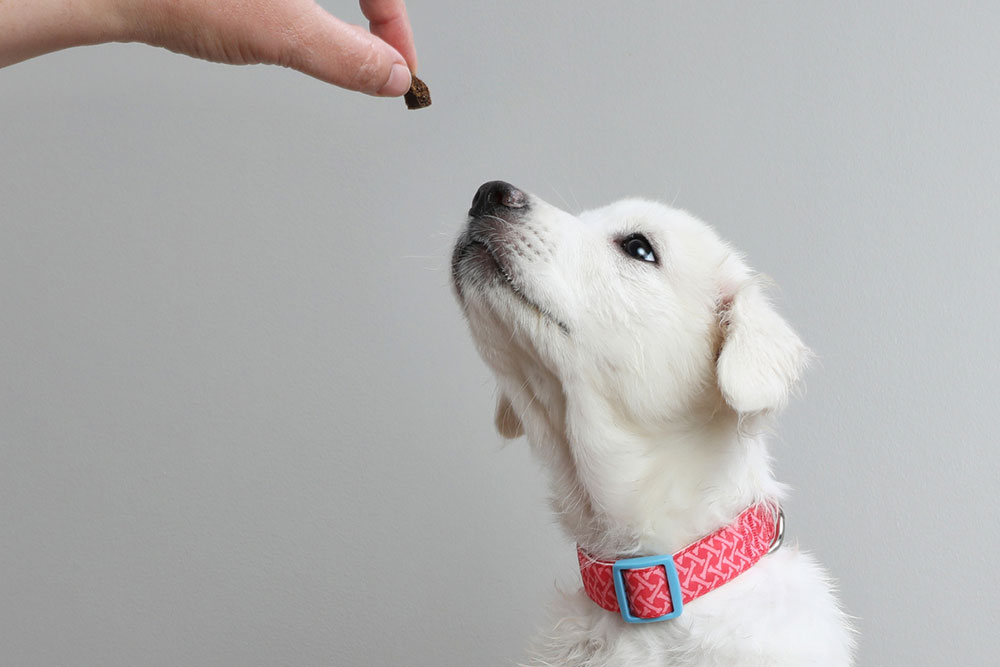 how many mg cbd for a 16 pound dog