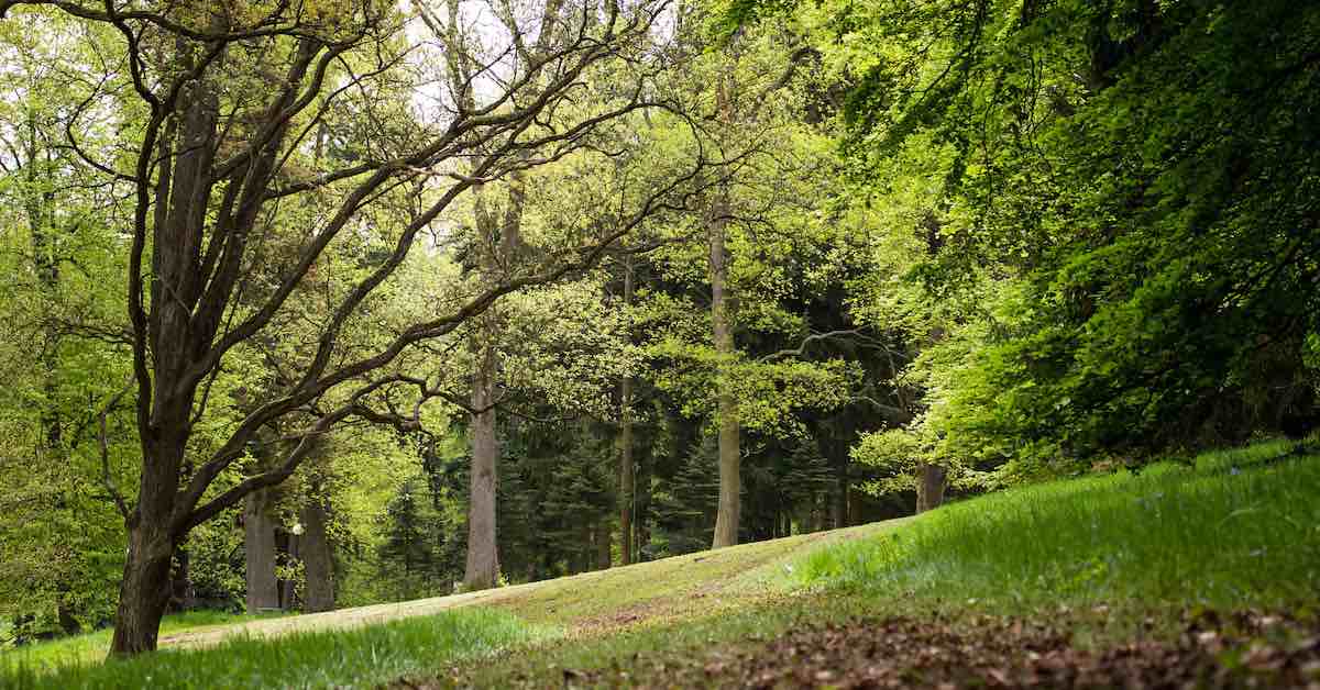 A disc golf fairway mown in an area with old trees and open lawn