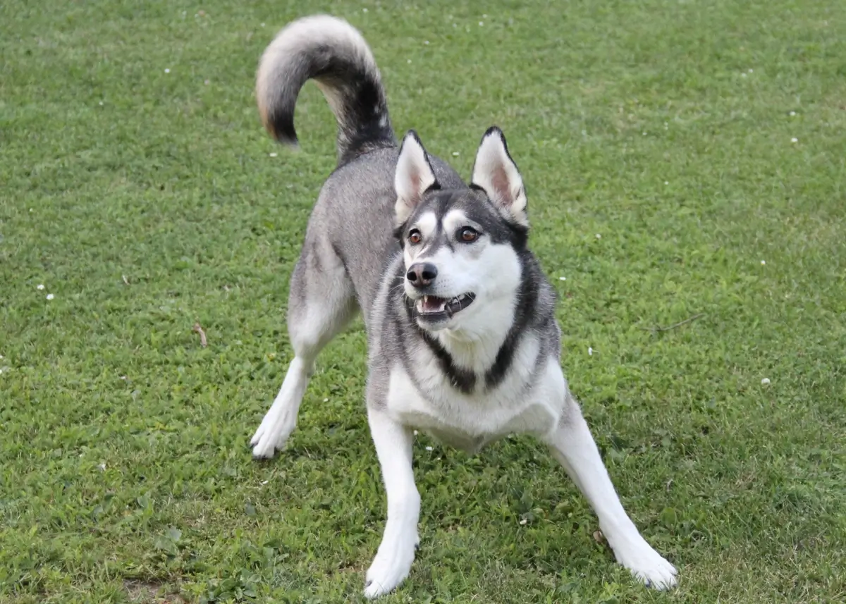 husky.play (1).webp